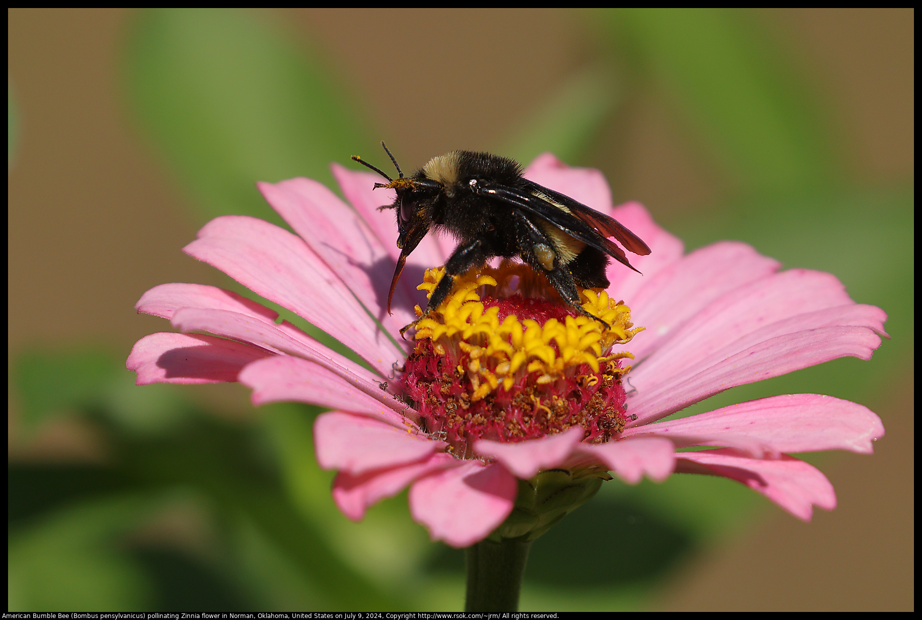 American Bumble Bee (Bombus pensylvanicus) pollinating Zinnia flower in Norman, Oklahoma, United States on July 9, 2024