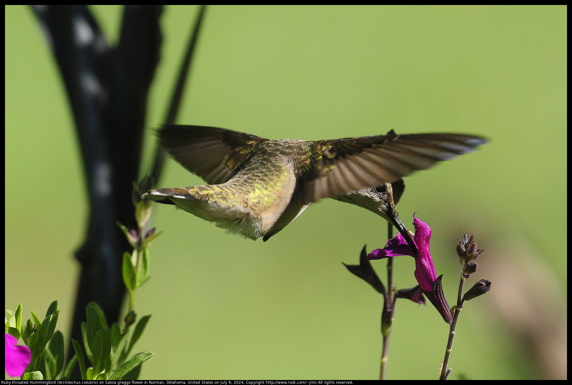 Ruby-throated Hummingbird (Archilochus colubris) on Salvia greggii flower in Norman, Oklahoma, United States on July 9, 2024