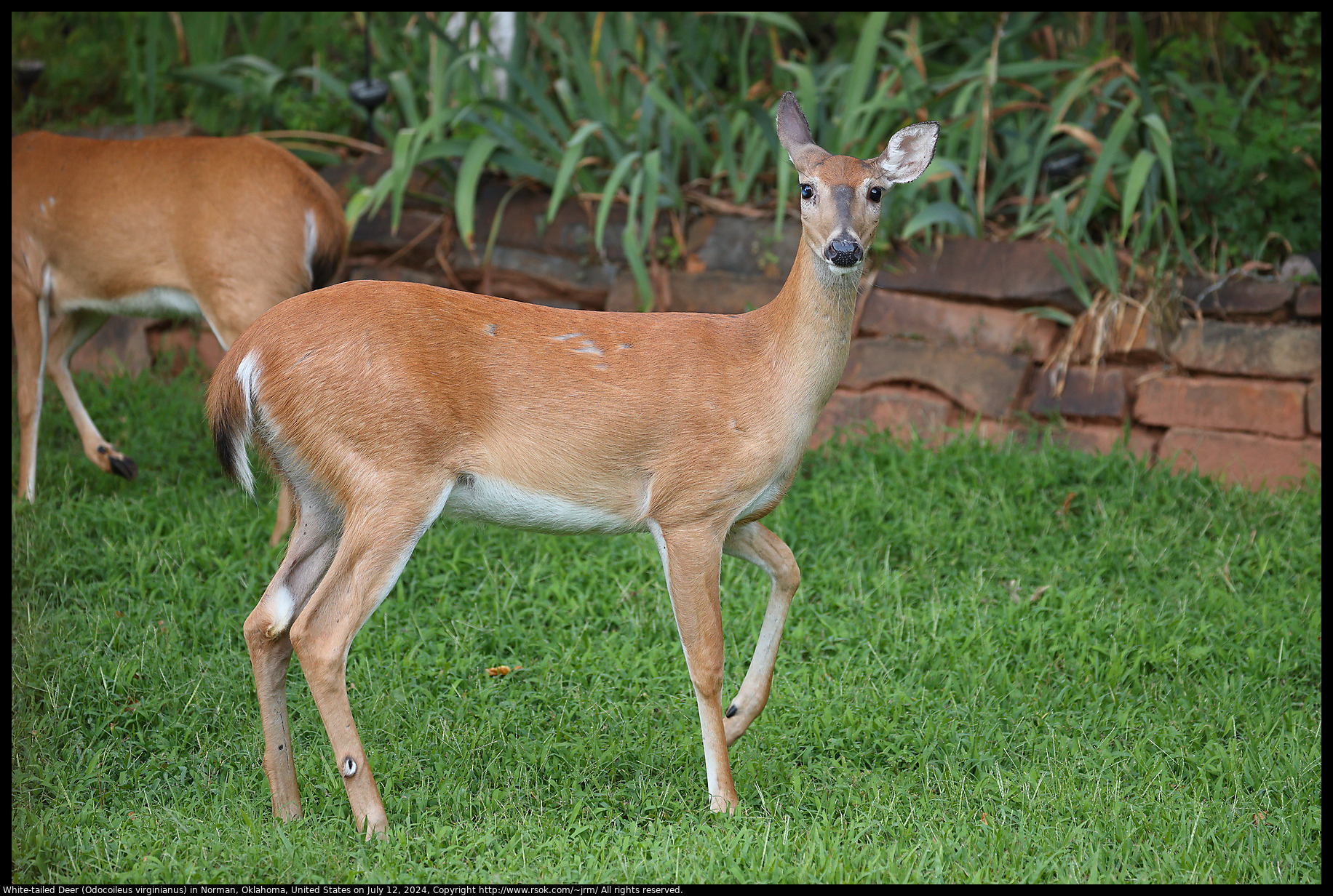 White-tailed Deer (Odocoileus virginianus) in Norman, Oklahoma, United States on July 12, 2024