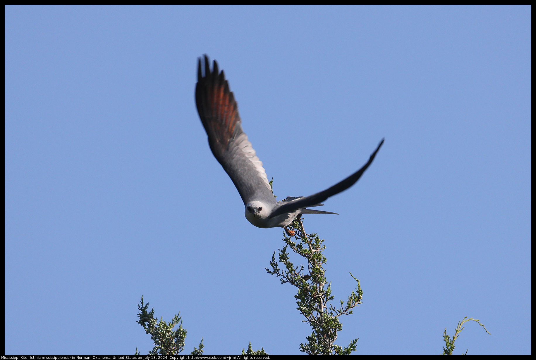 Mississippi Kite (Ictinia mississippiensis) in Norman, Oklahoma, United States on July 13, 2024