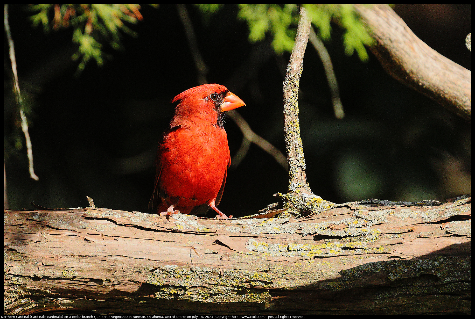 Northern Cardinal (Cardinalis cardinalis) on a cedar branch (Juniperus virginiana) in Norman, Oklahoma, United States on July 14, 2024