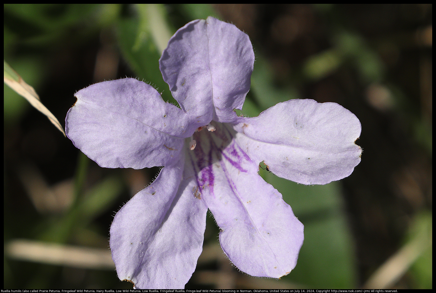 Ruellia humilis (also called Prairie Petunia, Fringeleaf Wild Petunia, Hairy Ruellia, Low Wild Petunia, Low Ruellia, Fringeleaf Ruellia, Fringe-leaf Wild Petunia) blooming in Norman, Oklahoma, United States on July 14, 2024