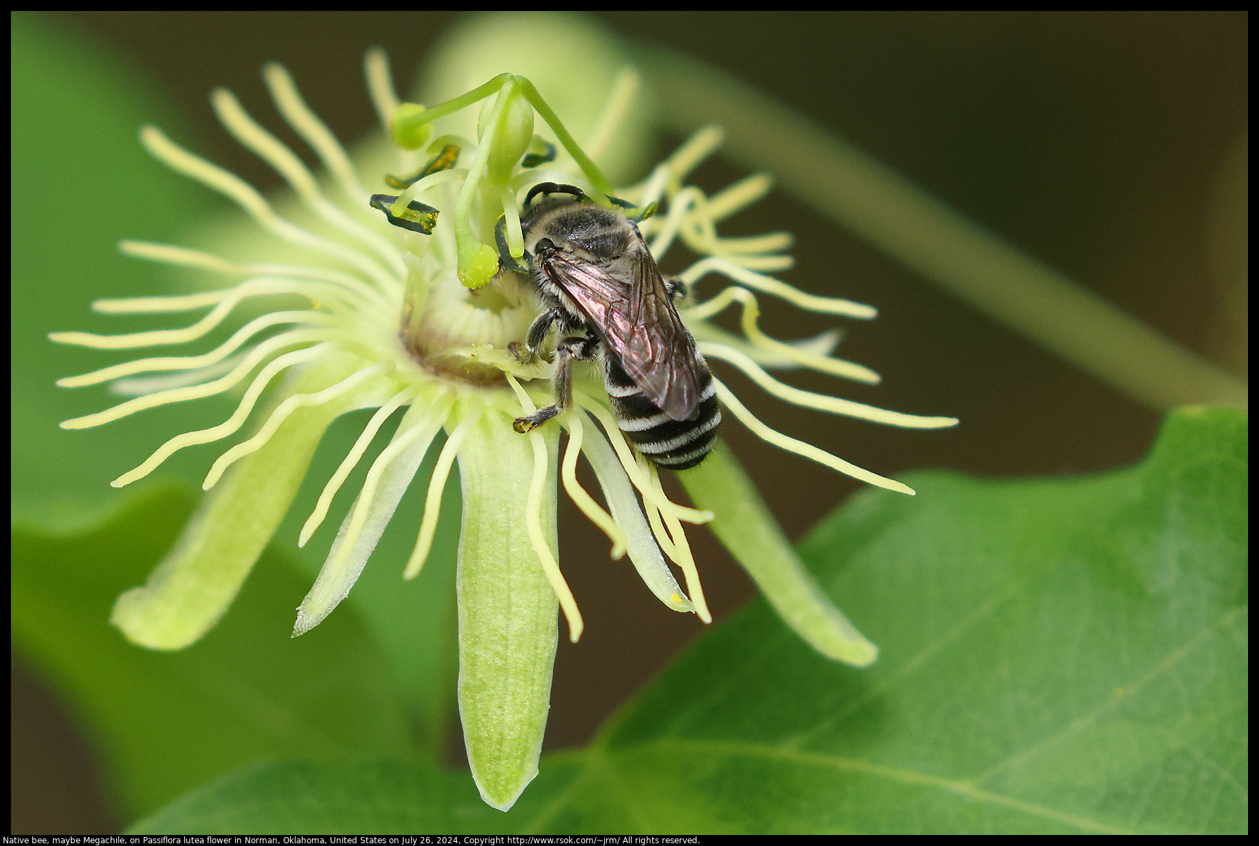 Native bee, maybe Megachile, on Passiflora lutea flower in Norman, Oklahoma, United States on July 26, 2024