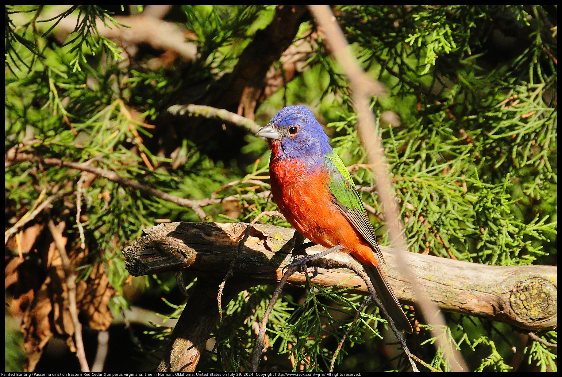 Painted Bunting (Passerina ciris) on Eastern Red Cedar (Juniperus virginiana) tree in Norman, Oklahoma, United States on July 29, 2024