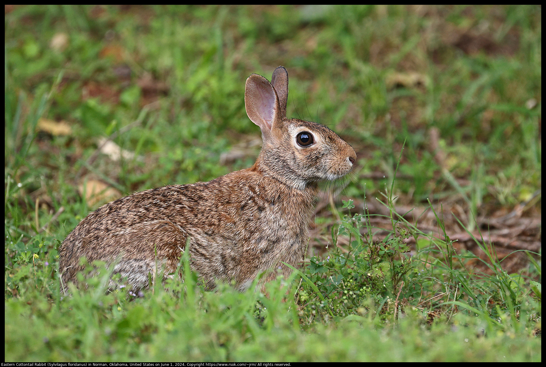 Eastern Cottontail Rabbit (Sylvilagus floridanus) in Norman, Oklahoma, United States on June 1, 2024
