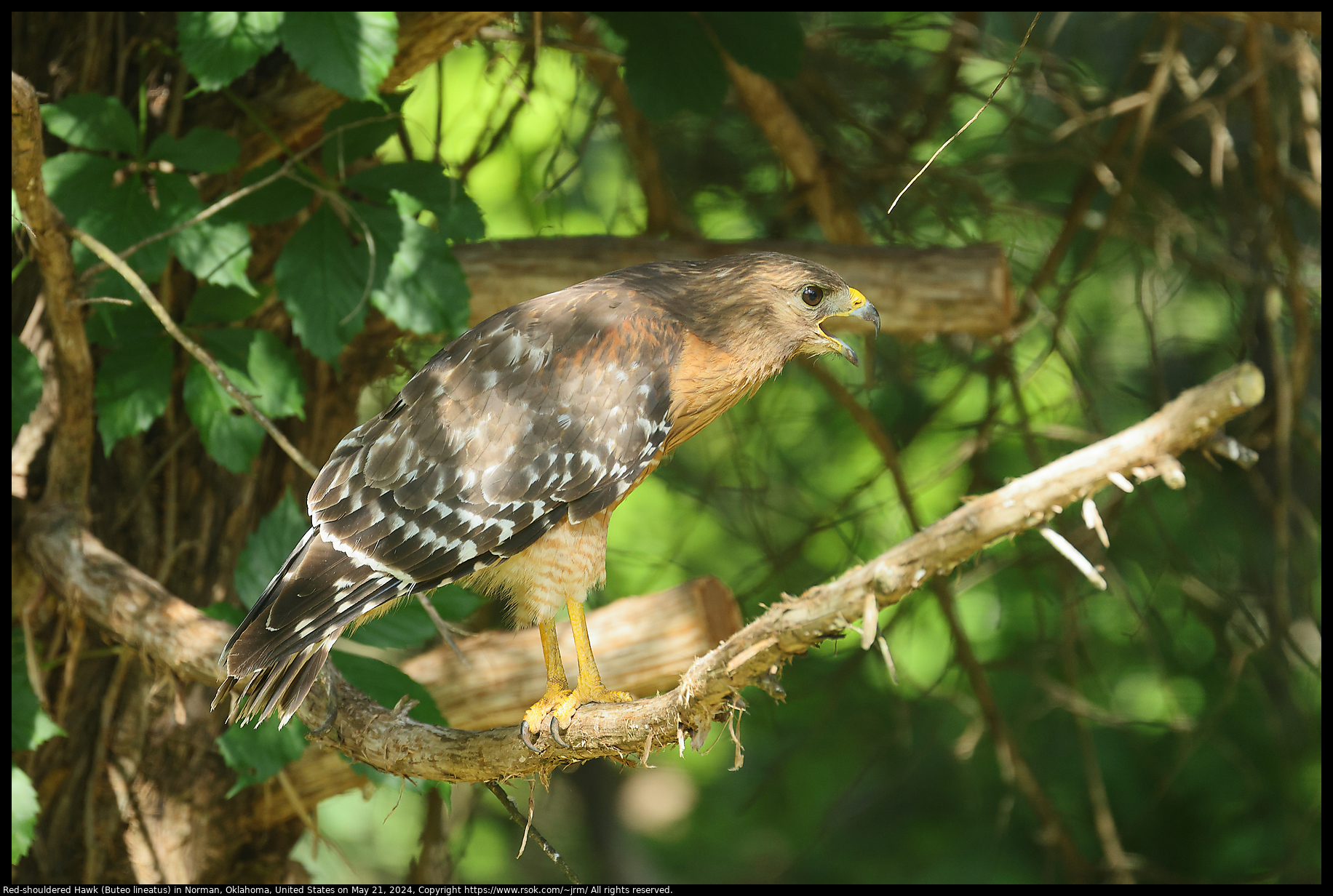 Red-shouldered Hawk (Buteo lineatus) in Norman, Oklahoma, United States on May 21, 2024