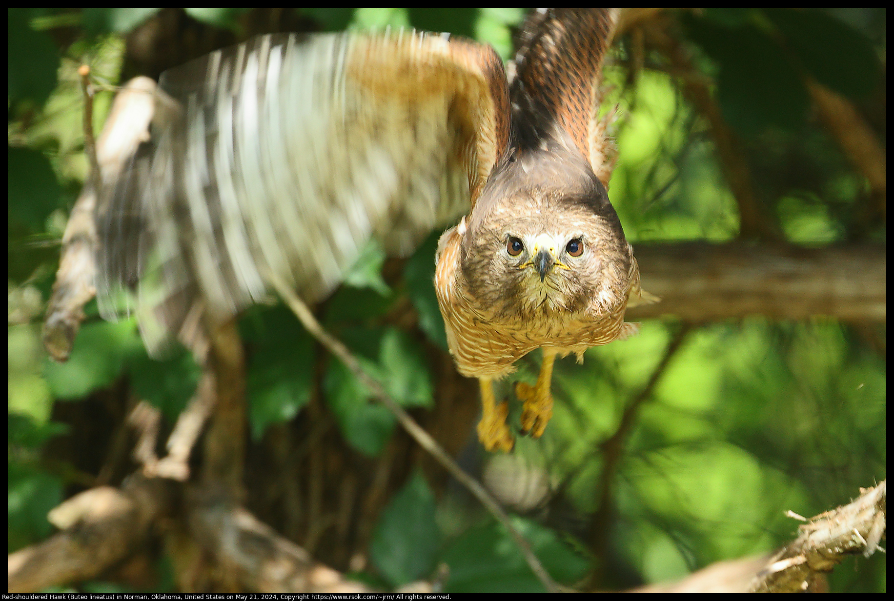 Red-shouldered Hawk (Buteo lineatus) in Norman, Oklahoma, United States on May 21, 2024
