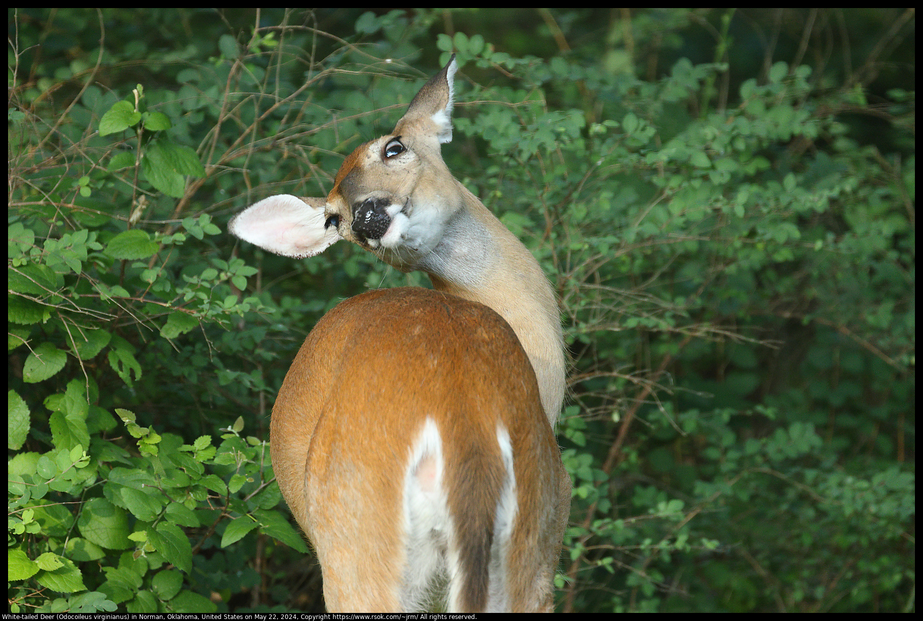 White-tailed Deer (Odocoileus virginianus) in Norman, Oklahoma, United States on May 22, 2024