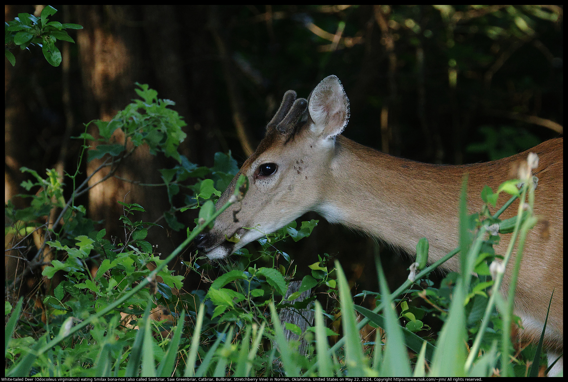 White-tailed Deer (Odocoileus virginianus) eating Smilax bona-nox (also called Sawbriar, Saw Greenbriar, Catbriar, Bullbriar, Stretchberry Vine) in Norman, Oklahoma, United States on May 22, 2024