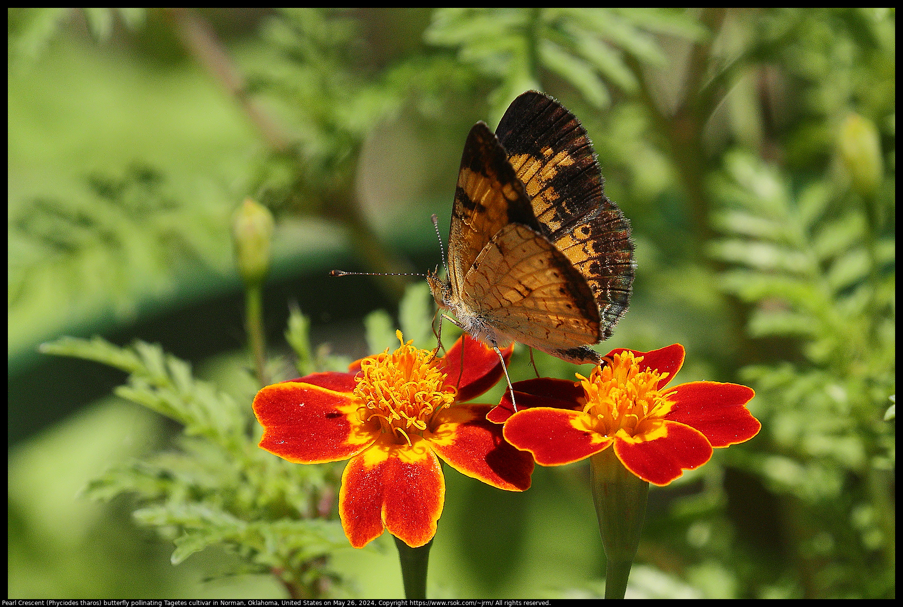 Pearl Crescent (Phyciodes tharos) butterfly pollinating Tagetes cultivar in Norman, Oklahoma, United States on May 26, 2024