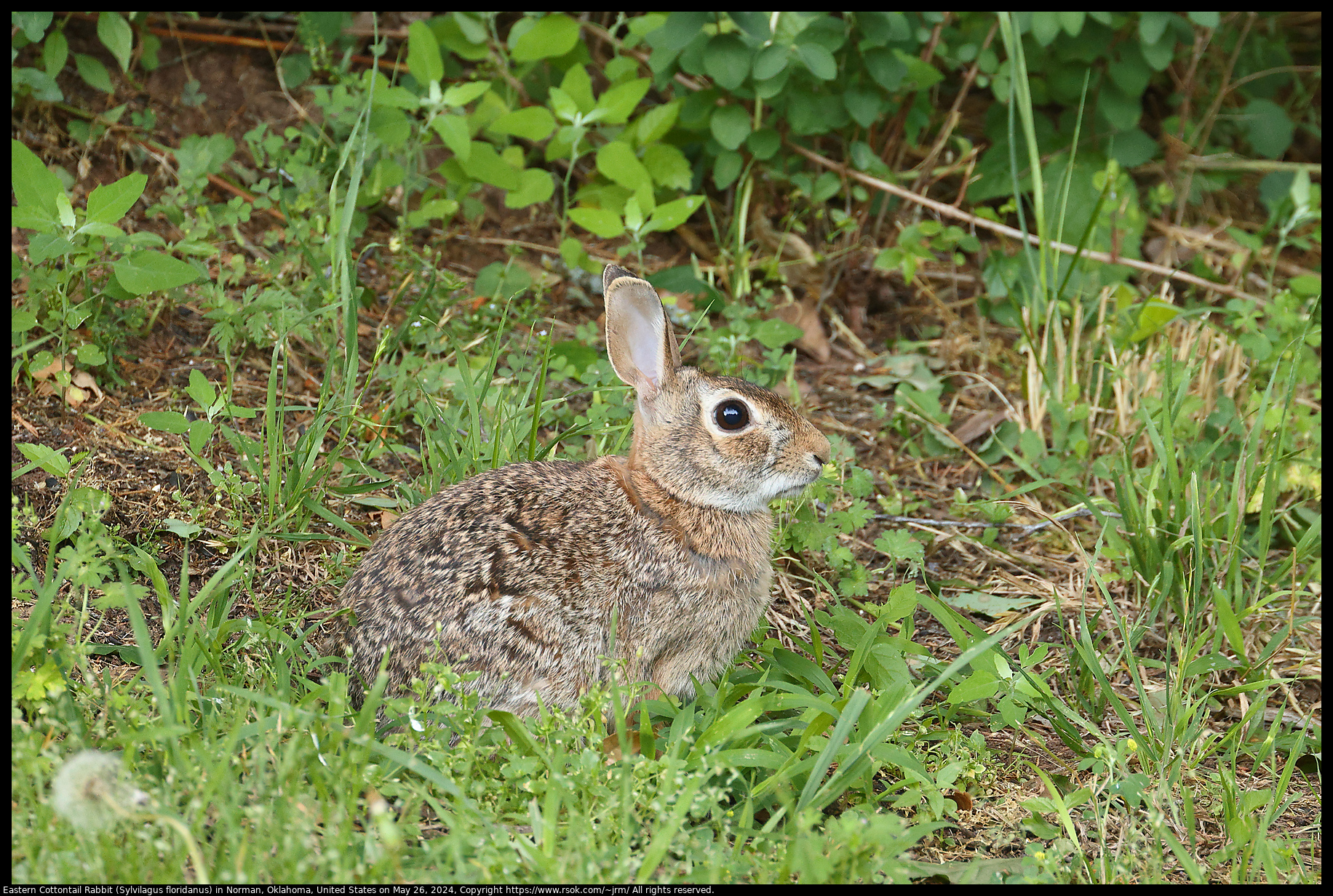 Eastern Cottontail Rabbit (Sylvilagus floridanus) in Norman, Oklahoma, United States on May 26, 2024