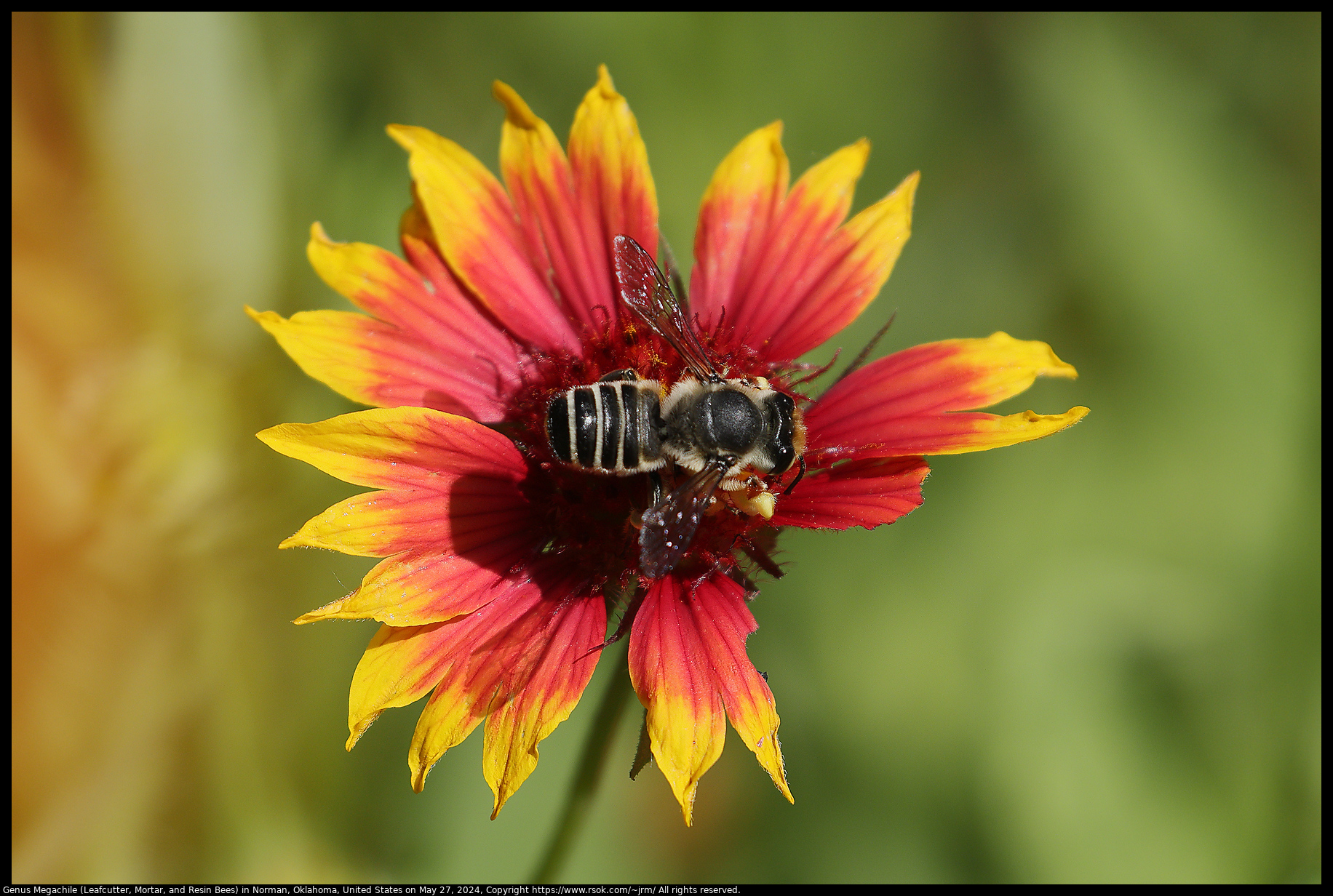 Genus Megachile (Leafcutter, Mortar, and Resin Bees) in Norman, Oklahoma, United States on May 27, 2024