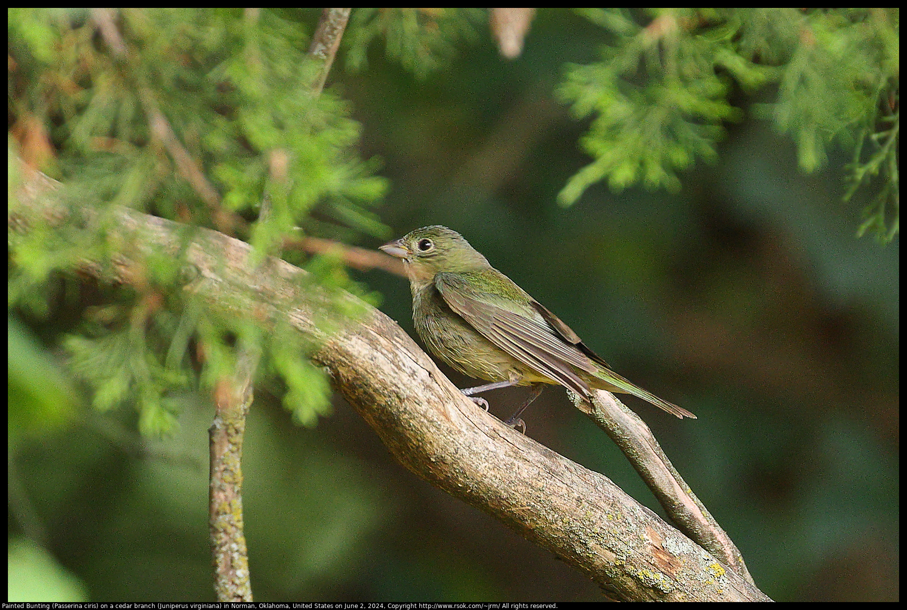 Painted Bunting (Passerina ciris) on a cedar branch (Juniperus virginiana) in Norman, Oklahoma, United States on June 2, 2024