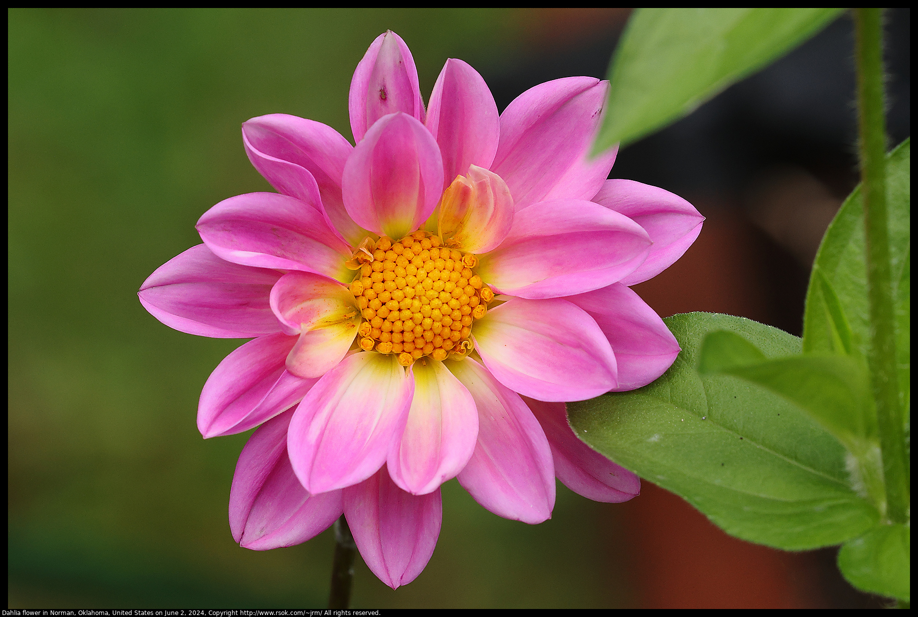 Dahlia flower in Norman, Oklahoma, United States on June 2, 2024