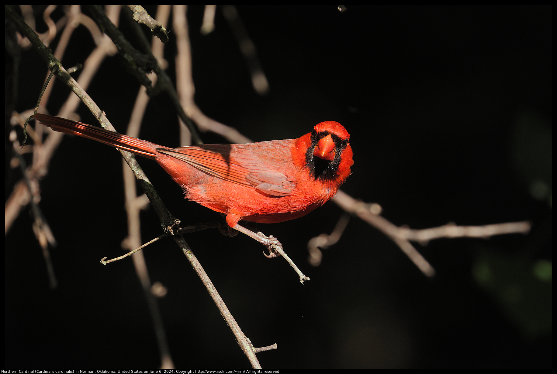 Northern Cardinal (Cardinalis cardinalis) in Norman, Oklahoma, United States on June 6, 2024