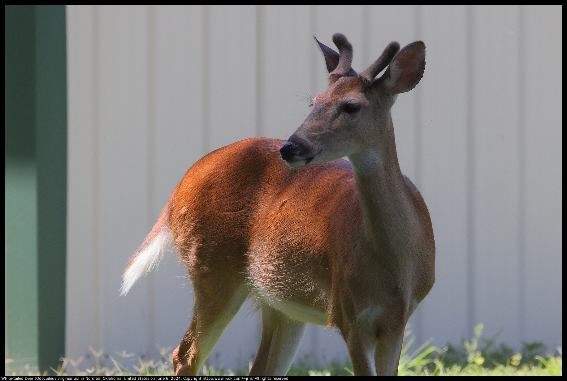 White-tailed Deer (Odocoileus virginianus) in Norman, Oklahoma, United States on June 6, 2024