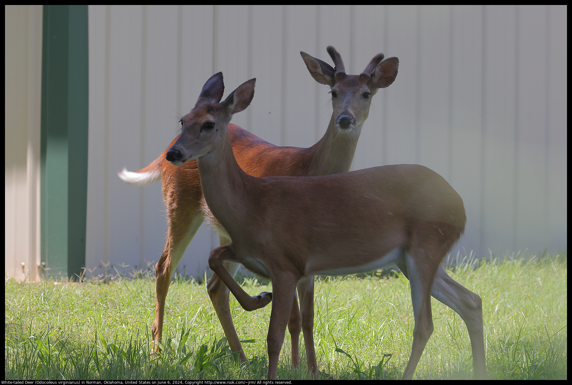 White-tailed Deer (Odocoileus virginianus) in Norman, Oklahoma, United States on June 6, 2024