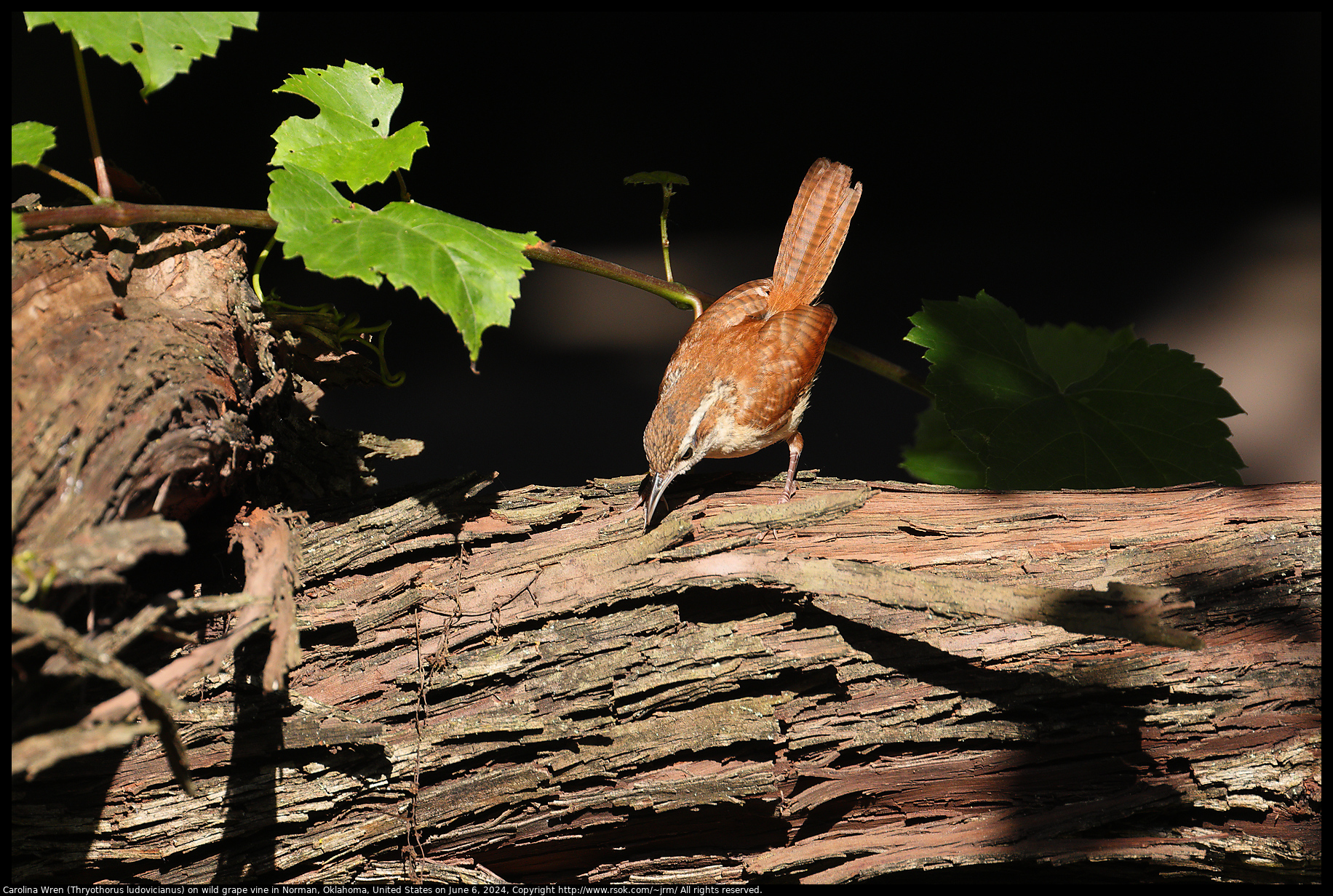 Carolina Wren (Thryothorus ludovicianus) on wild grape vine in Norman, Oklahoma, United States on June 6, 2024