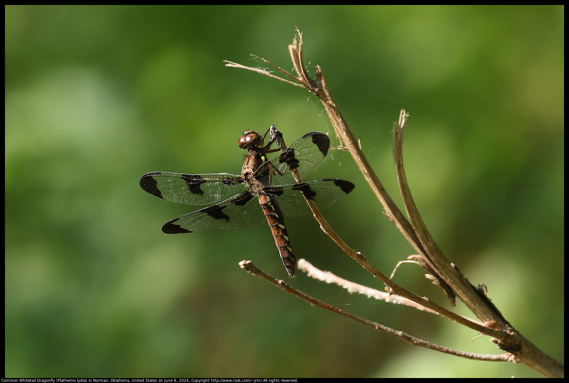 Common Whitetail Dragonfly (Plathemis lydia) in Norman, Oklahoma, United States on June 8, 2024