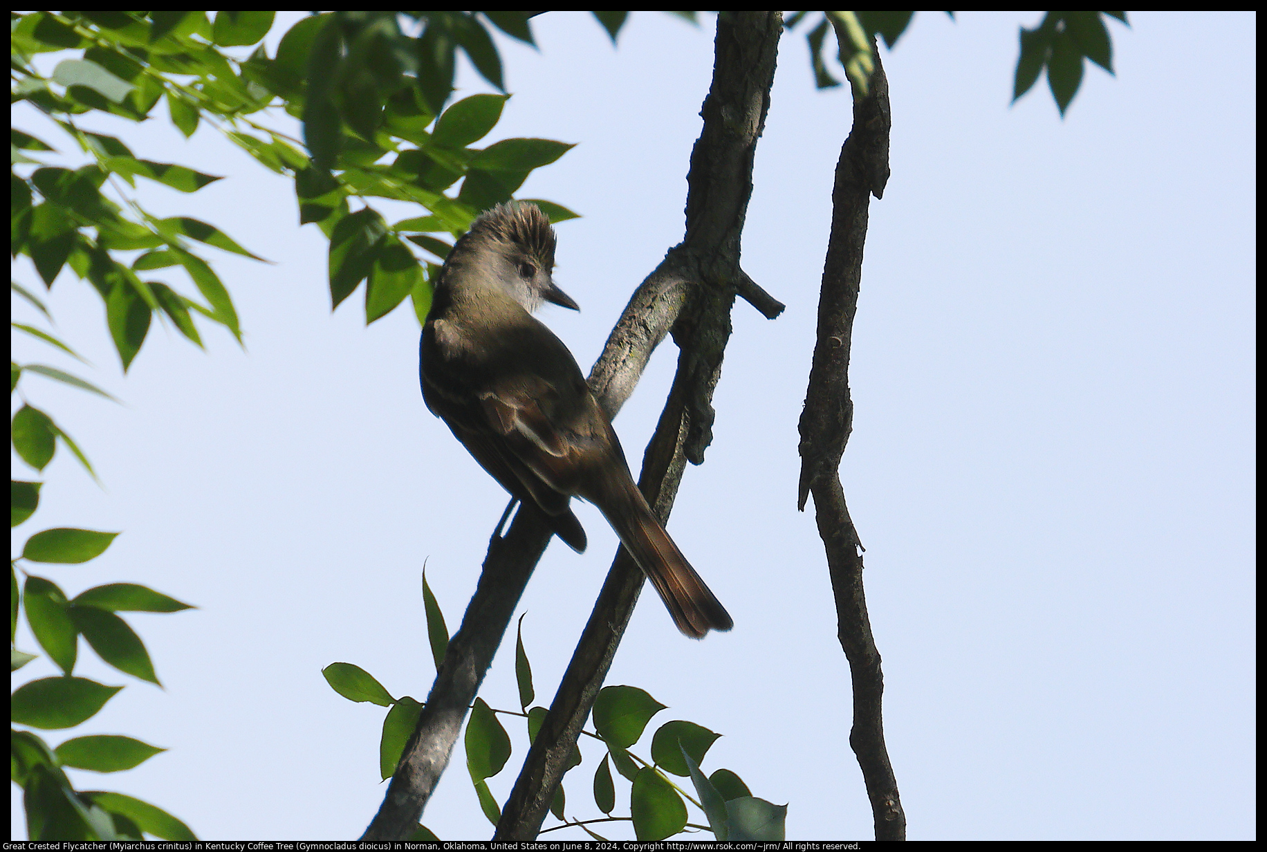 Great Crested Flycatcher (Myiarchus crinitus) in Kentucky Coffee Tree (Gymnocladus dioicus) in Norman, Oklahoma, United States on June 8, 2024