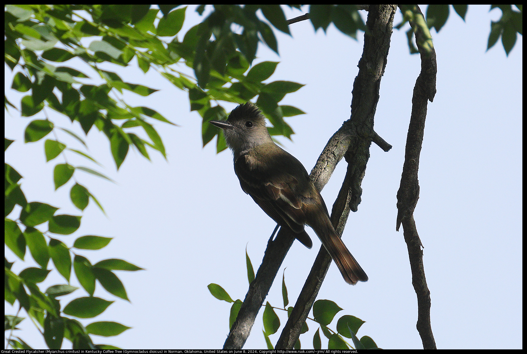 Great Crested Flycatcher (Myiarchus crinitus) in Kentucky Coffee Tree (Gymnocladus dioicus) in Norman, Oklahoma, United States on June 8, 2024