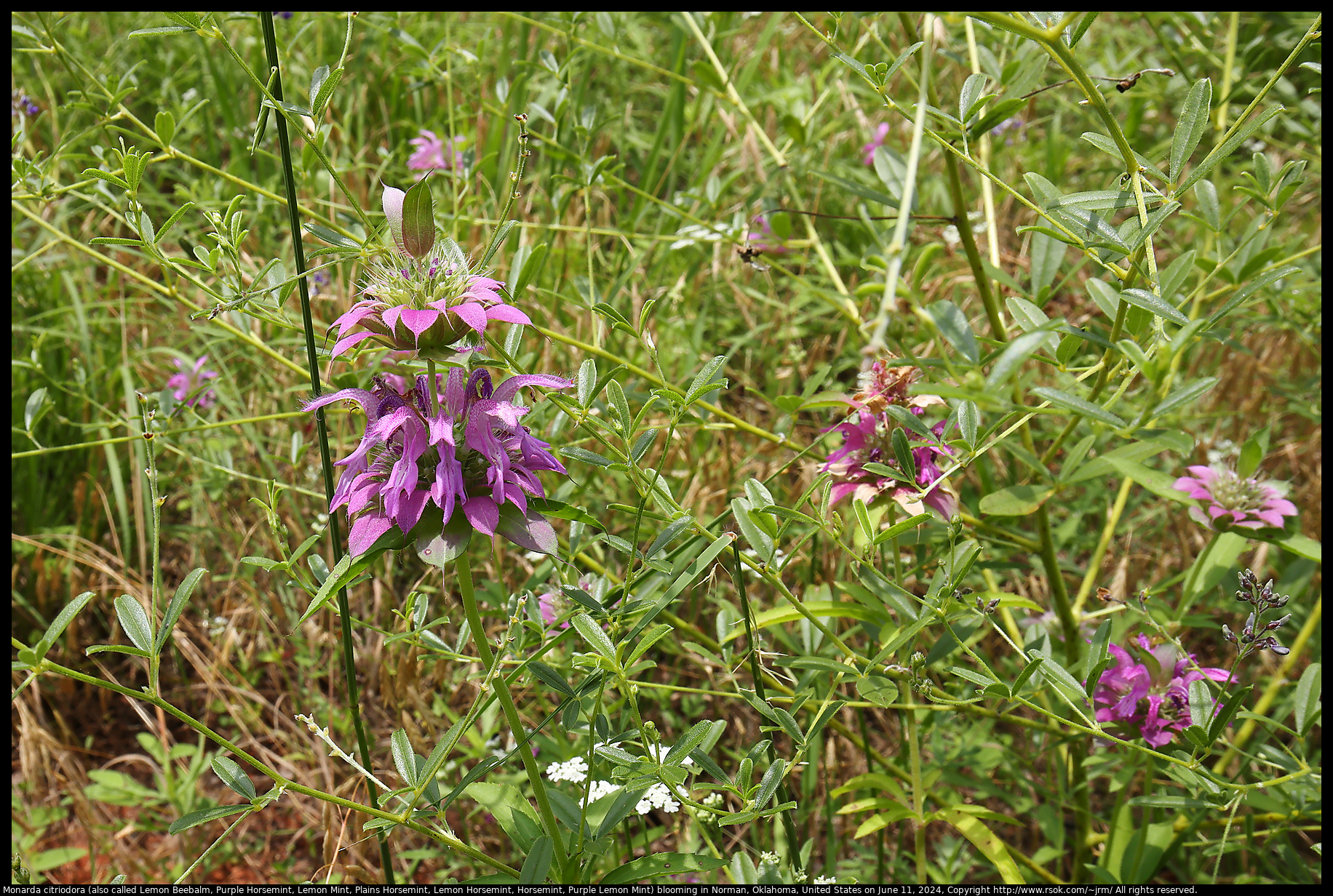 Monarda citriodora (also called Lemon Beebalm, Purple Horsemint, Lemon Mint, Plains Horsemint, Lemon Horsemint, Horsemint, Purple Lemon Mint) blooming in Norman, Oklahoma, United States on June 11, 2024