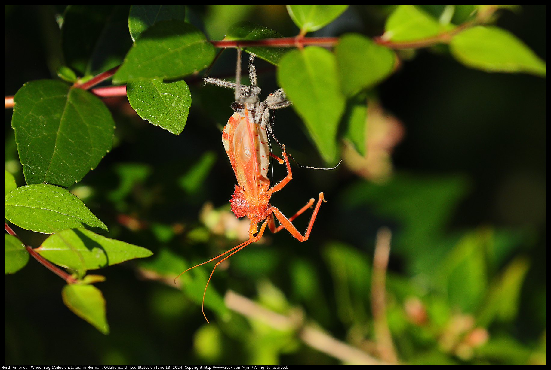 North American Wheel Bug (Arilus cristatus) in Norman, Oklahoma, United States on June 13, 2024