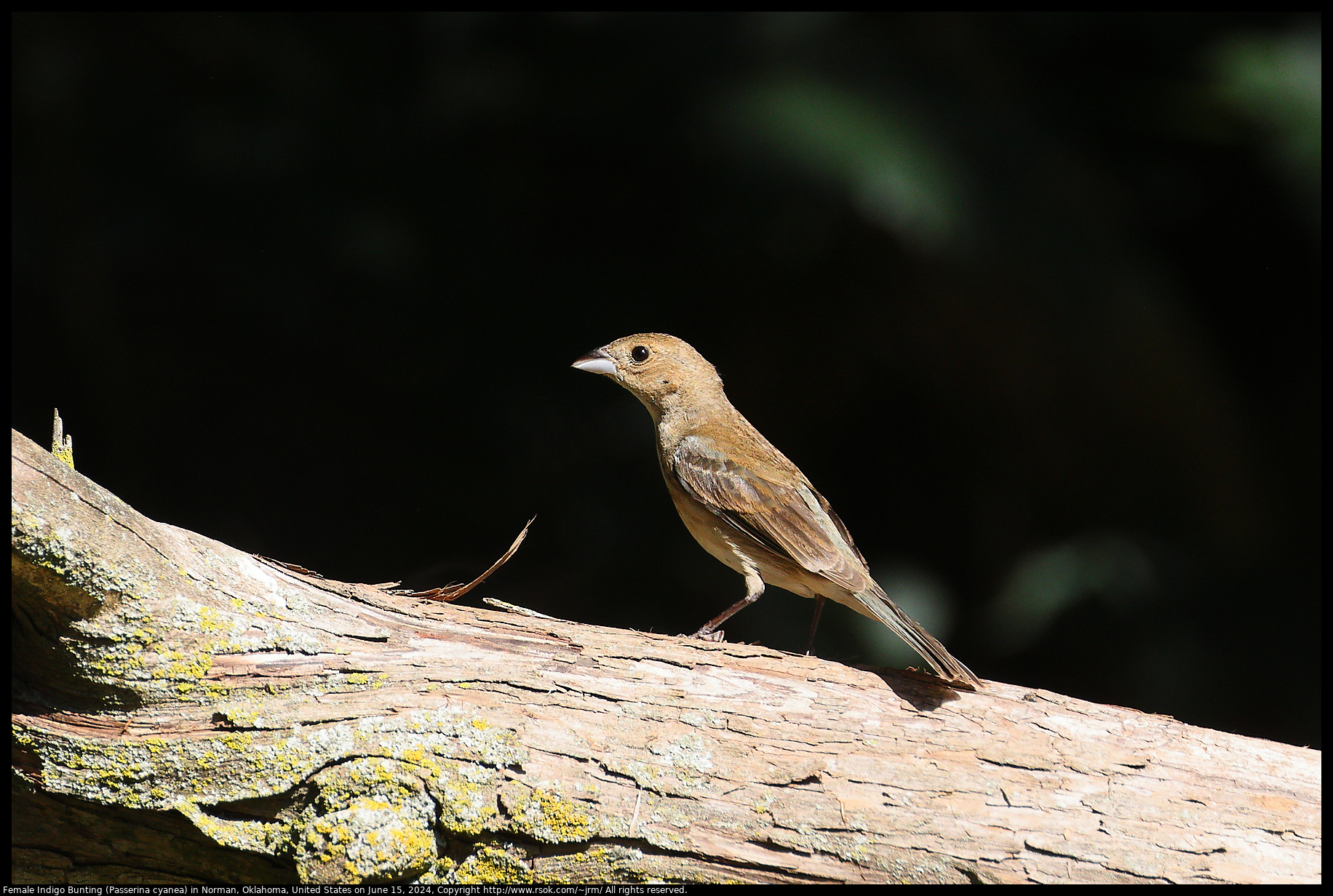 Indigo Bunting (Passerina cyanea) in Norman, Oklahoma, United States on June 15, 2024