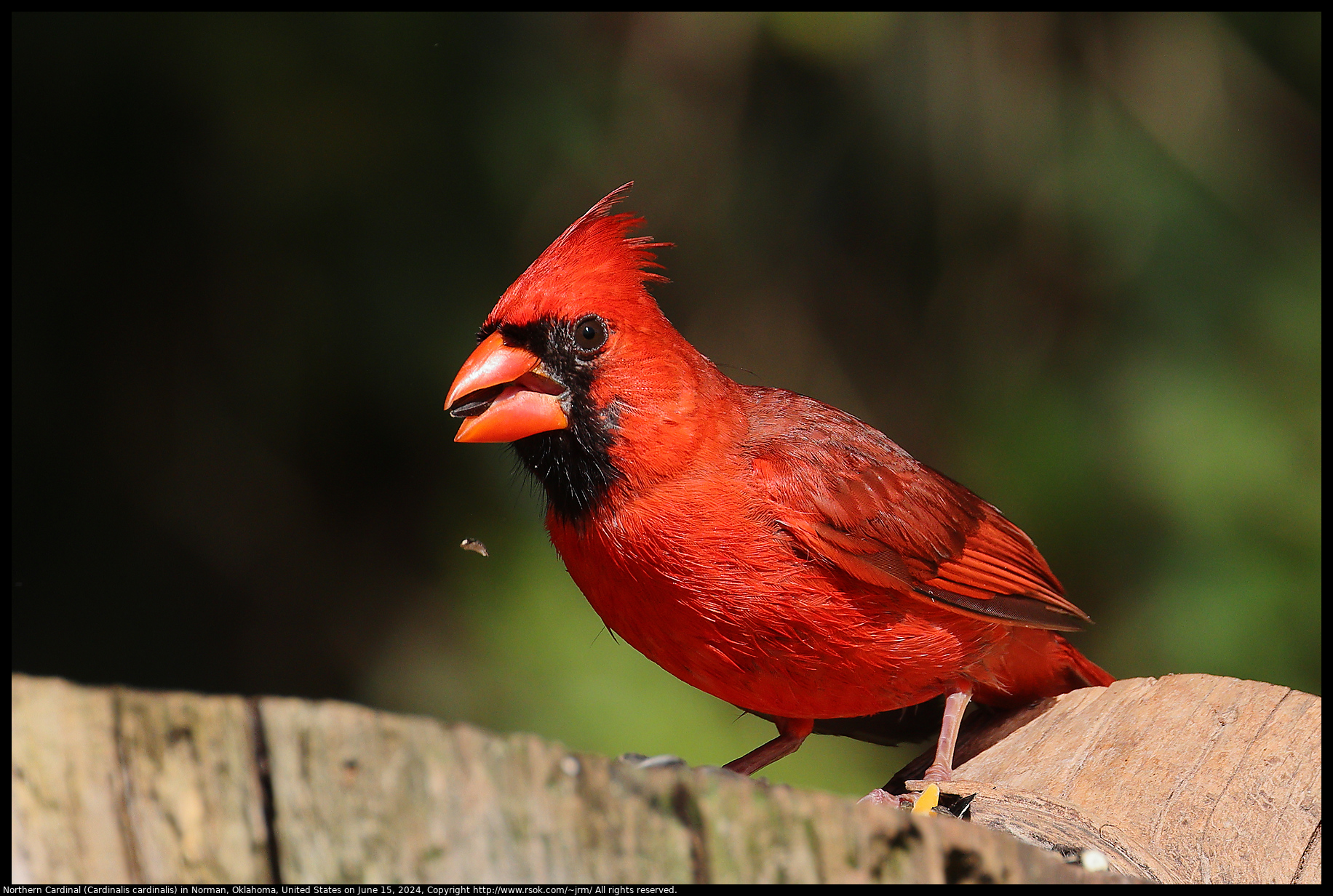 Northern Cardinal (Cardinalis cardinalis) in Norman, Oklahoma, United States on June 15, 2024