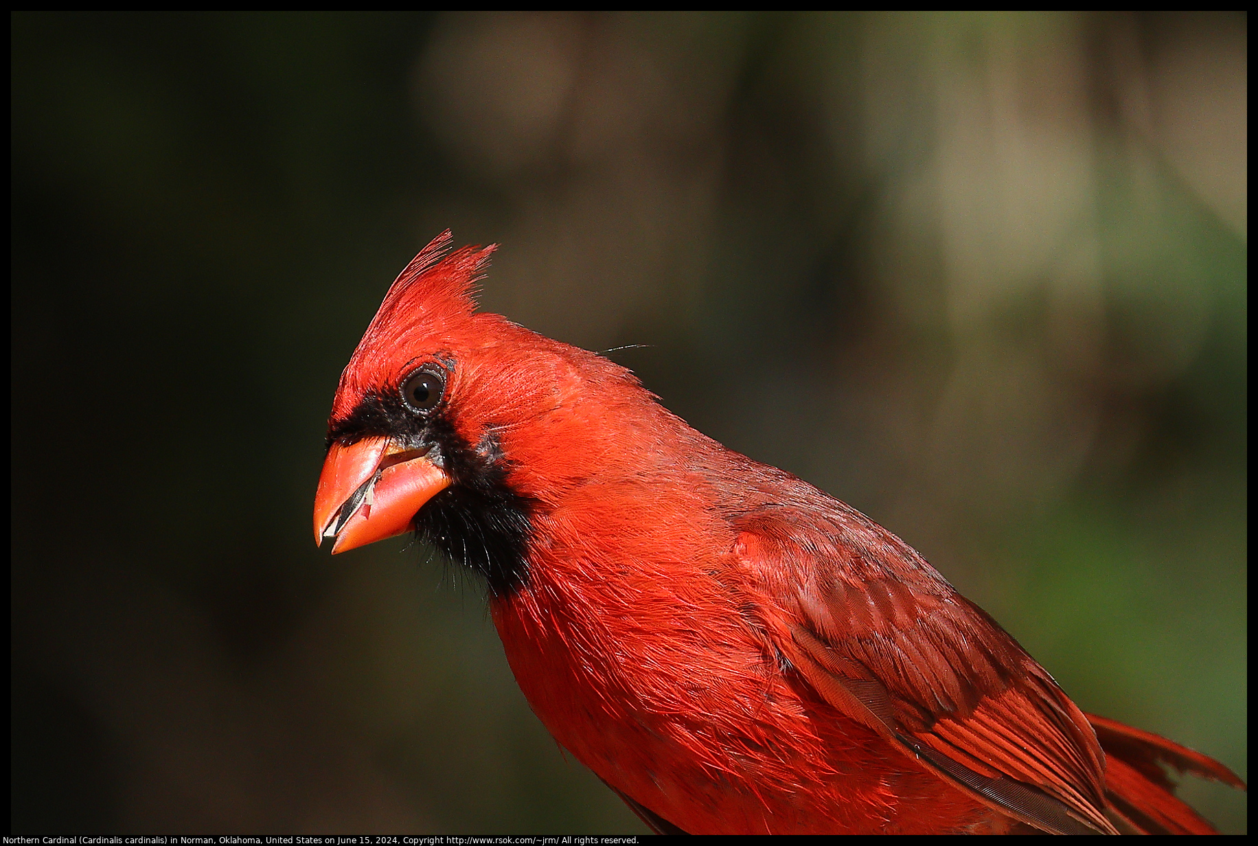 Northern Cardinal (Cardinalis cardinalis) in Norman, Oklahoma, United States on June 15, 2024