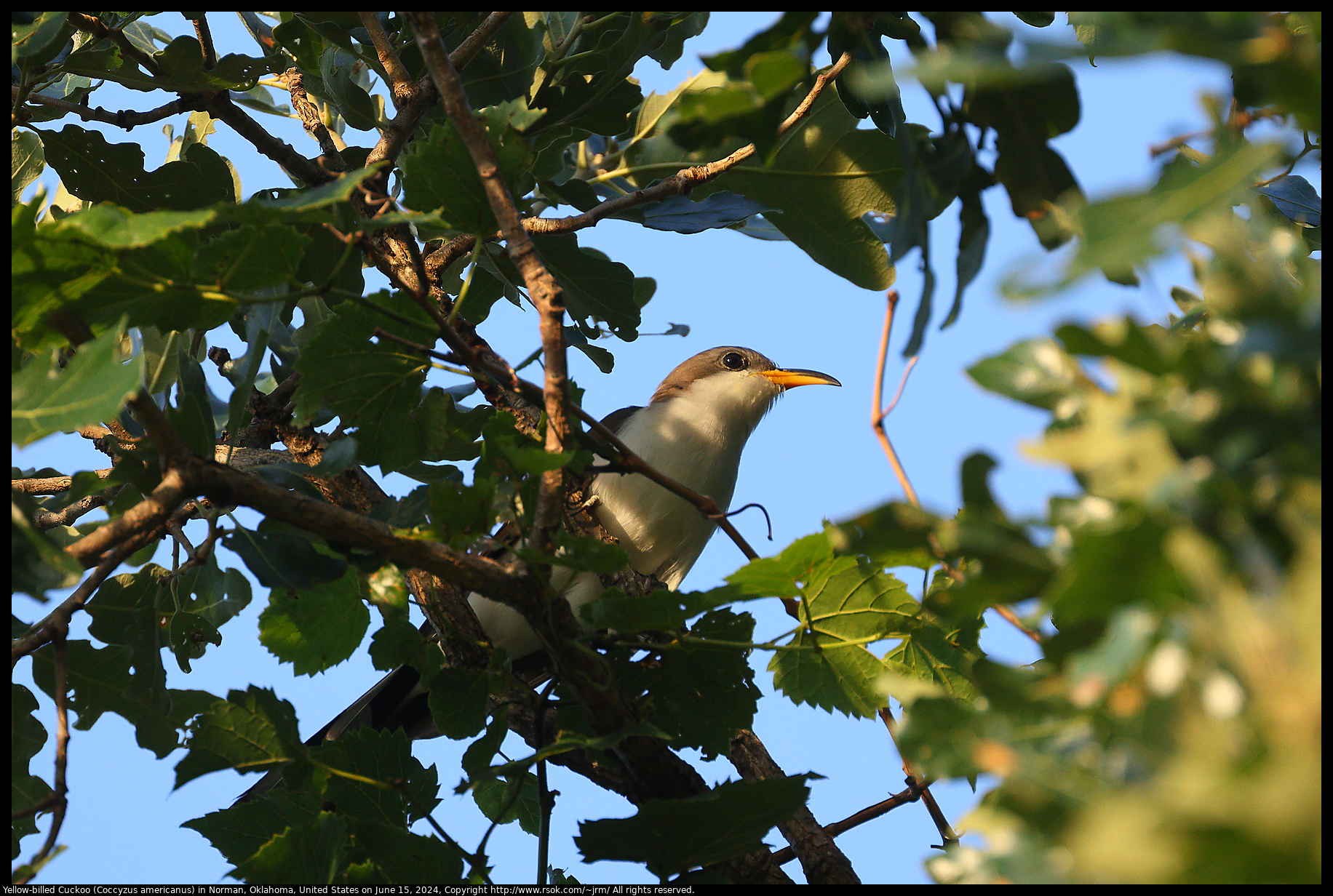 Yellow-billed Cuckoo (Coccyzus americanus) in Norman, Oklahoma, United States on June 15, 2024