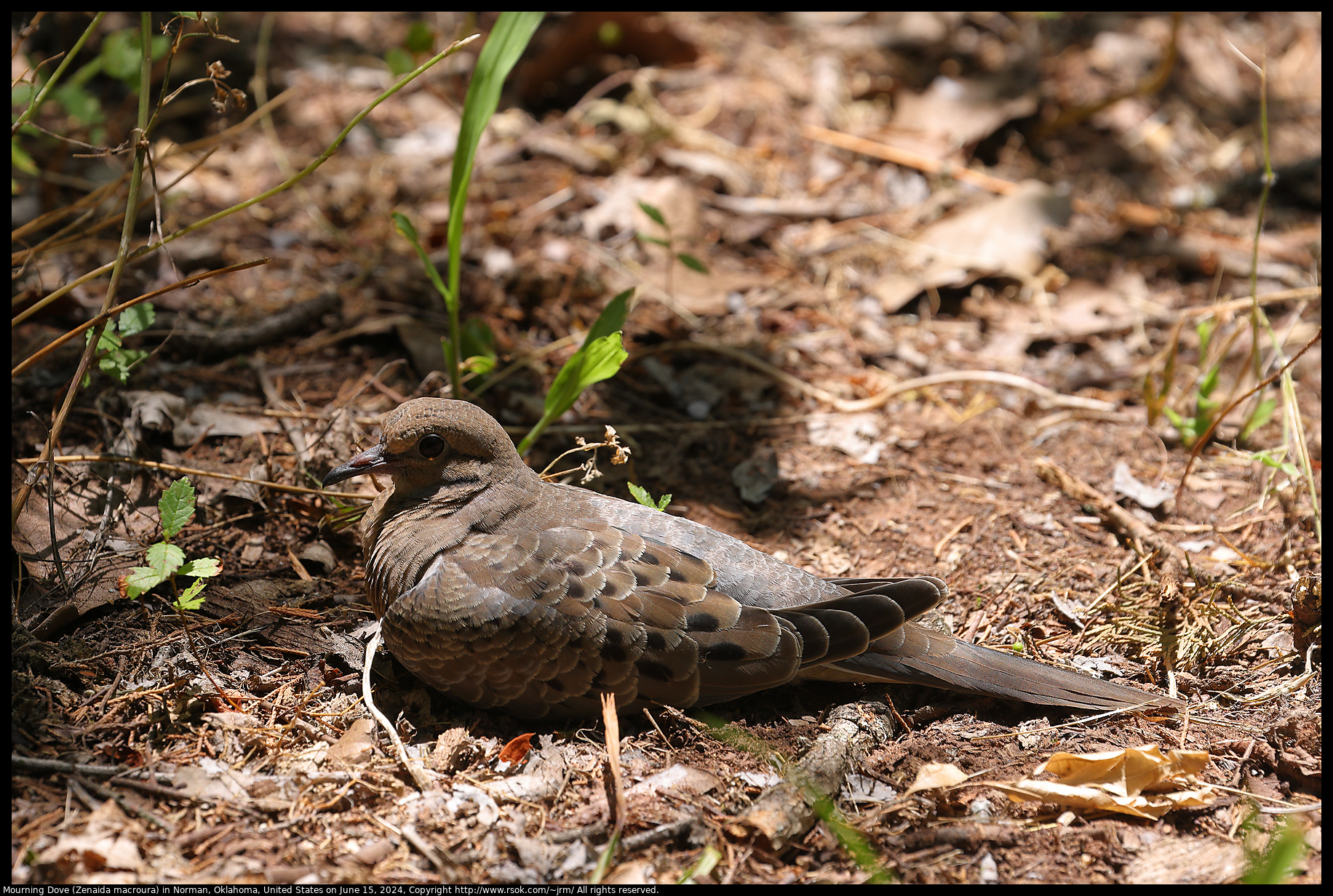 Mourning Dove (Zenaida macroura) in Norman, Oklahoma, United States on June 15, 2024