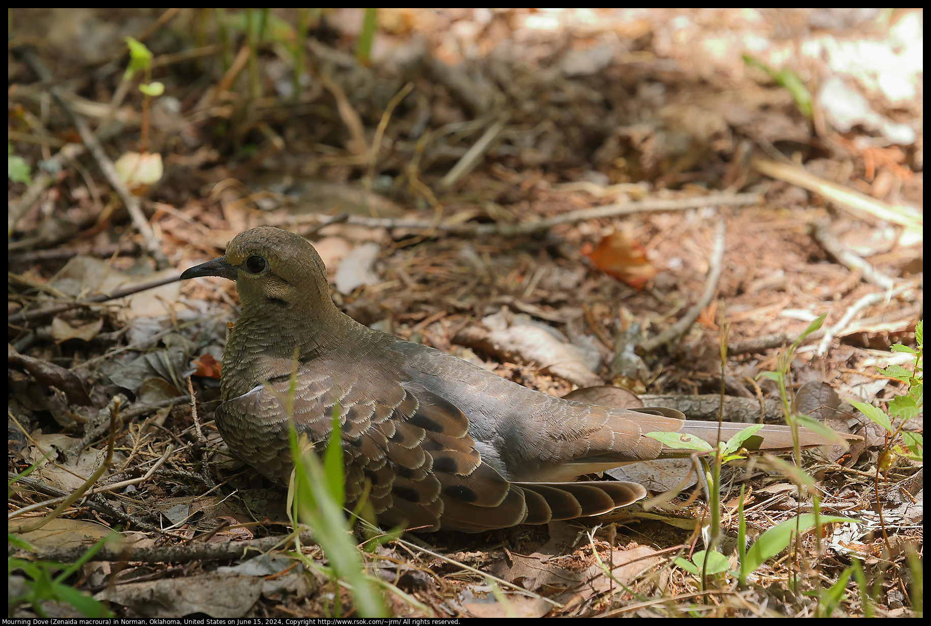 Mourning Dove (Zenaida macroura) in Norman, Oklahoma, United States on June 15, 2024