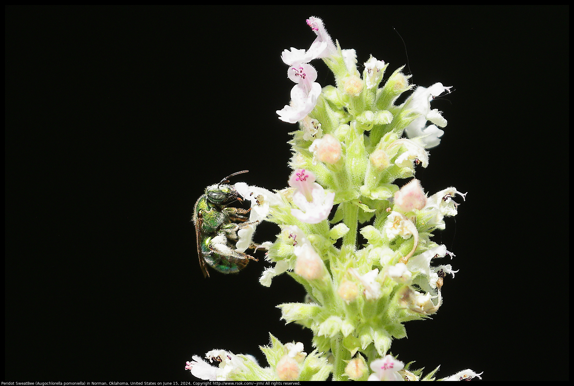 Peridot SweatBee (Augochlorella pomoniella) in Norman, Oklahoma, United States on June 15, 2024