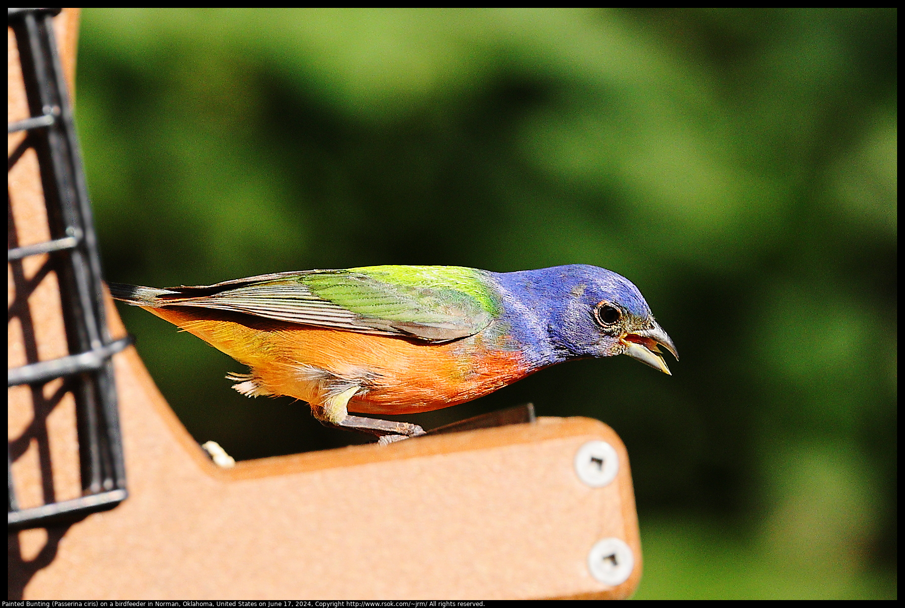 Painted Bunting (Passerina ciris) on a birdfeeder in Norman, Oklahoma, United States on June 17, 2024