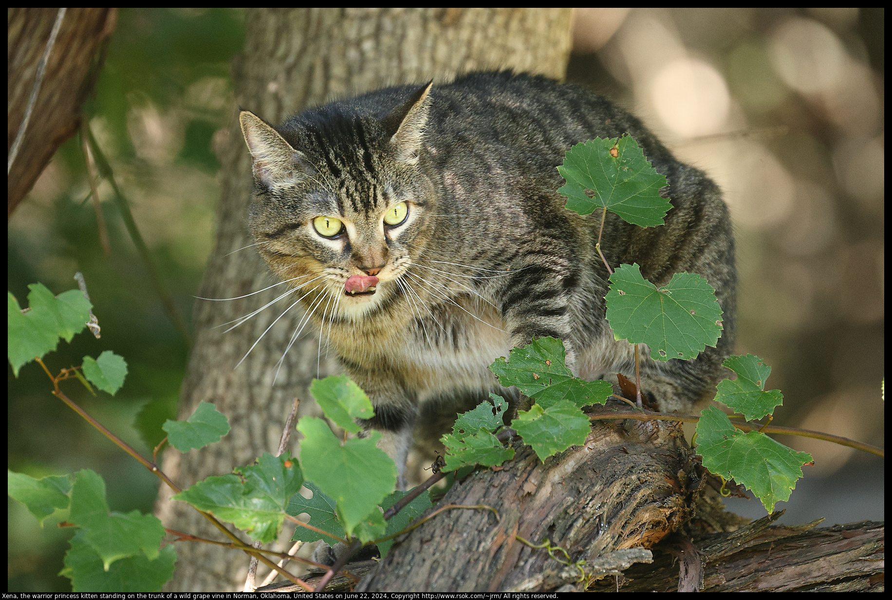 Xena, the warrior princess kitten standing on the trunk of a wild grape vine in Norman, Oklahoma, United States on June 22, 2024