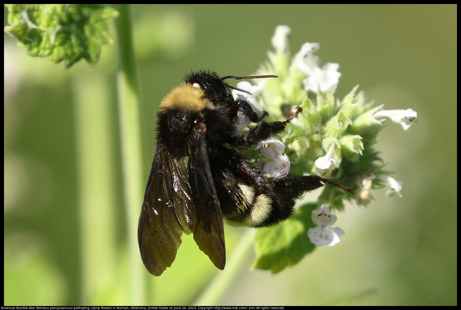 American Bumble Bee (Bombus pensylvanicus) pollinating catnip flowers in Norman, Oklahoma, United States on June 24, 2024