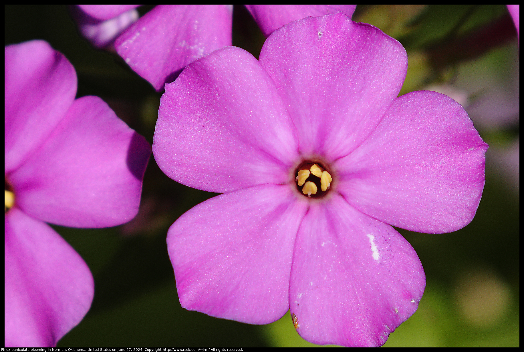 Phlox paniculata blooming in Norman, Oklahoma, United States on June 27, 2024