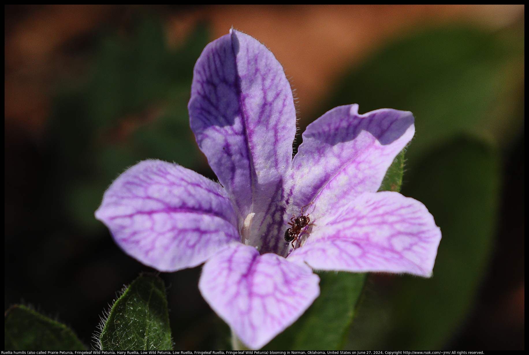 Ruellia humilis (also called Prairie Petunia, Fringeleaf Wild Petunia, Hairy Ruellia, Low Wild Petunia, Low Ruellia, Fringeleaf Ruellia, Fringe-leaf Wild Petunia) blooming in Norman, Oklahoma, United States on June 27, 2024