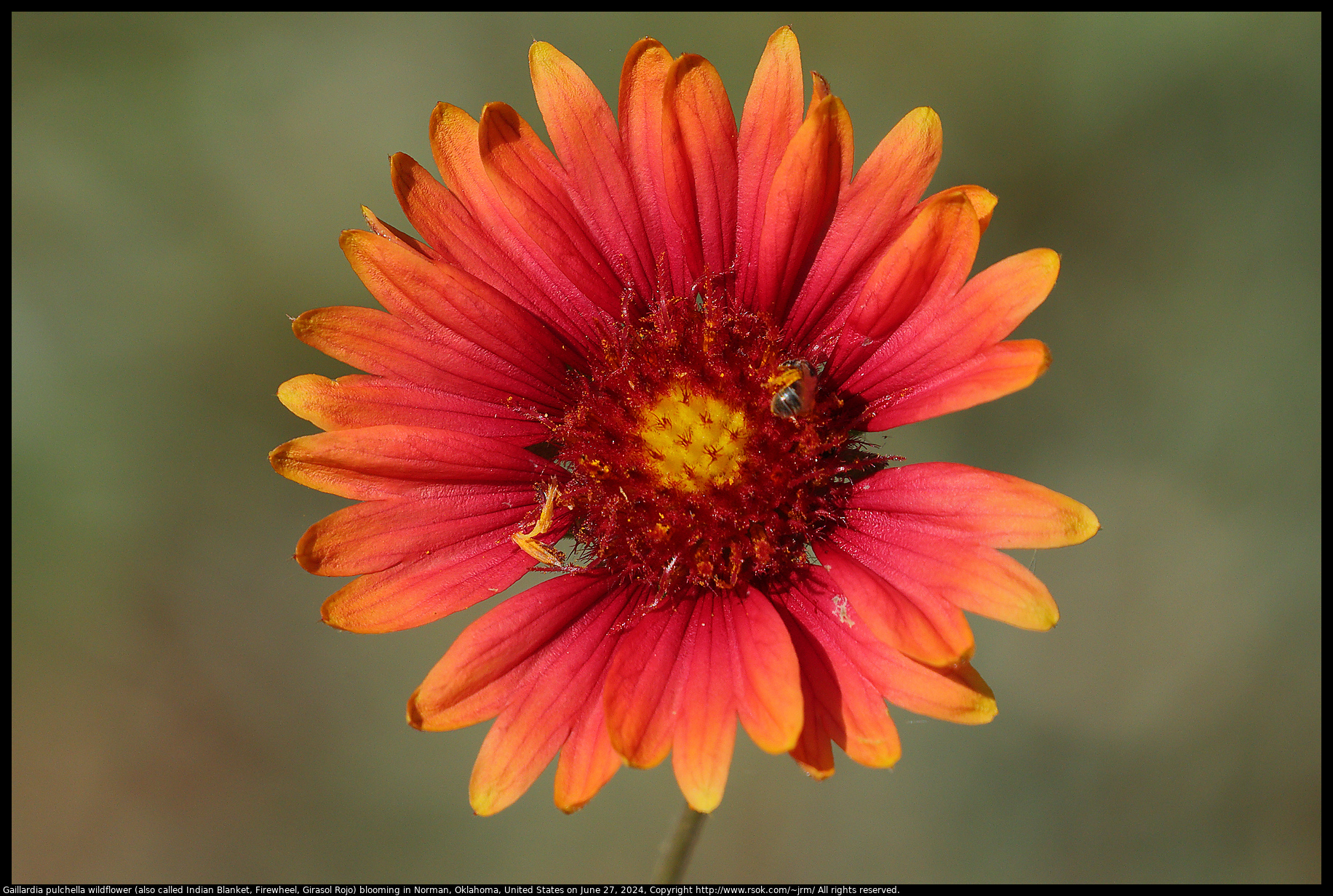 Gaillardia pulchella wildflower (also called Indian Blanket, Firewheel, Girasol Rojo) in Norman, Oklahoma, United States on June 27, 2024