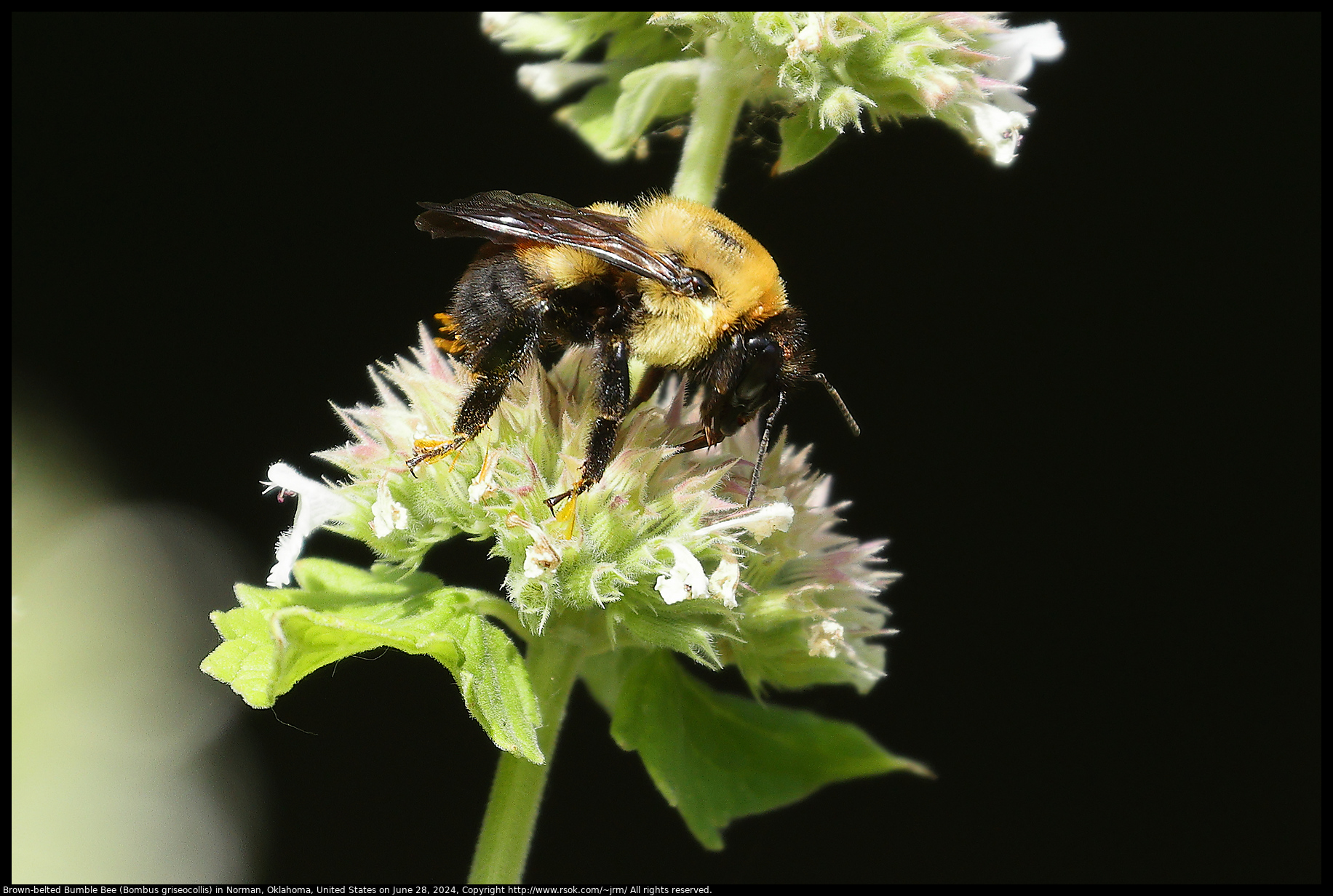 Brown-belted Bumble Bee (Bombus griseocollis) in Norman, Oklahoma, United States on June 28, 2024