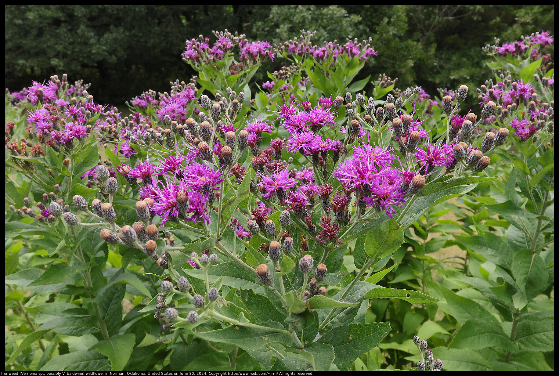 Ironweed (Vernonia sp., possibly V. baldwinii) wildflower in Norman, Oklahoma, United States on June 30, 2024