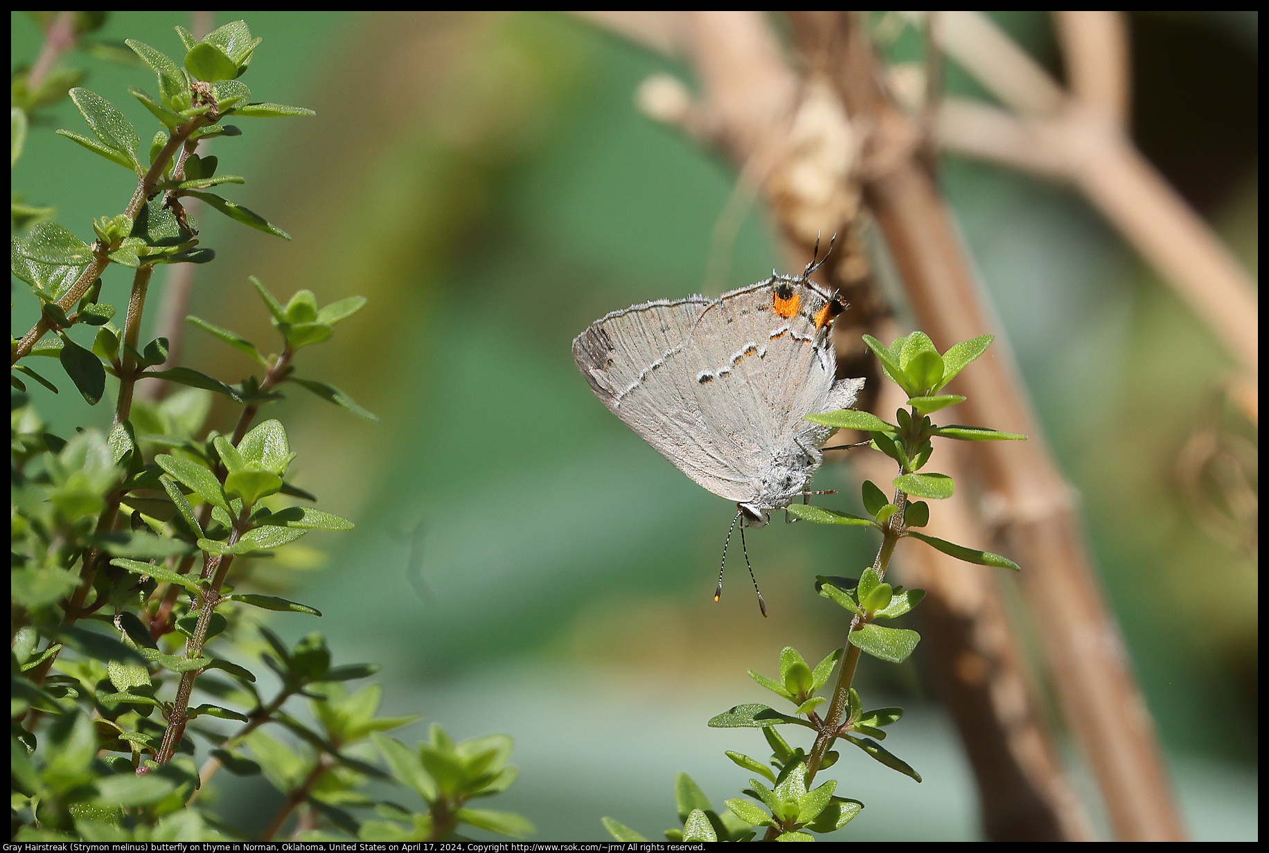 Gray Hairstreak (Strymon melinus) butterfly on thyme in Norman, Oklahoma, United States on April 17, 2024