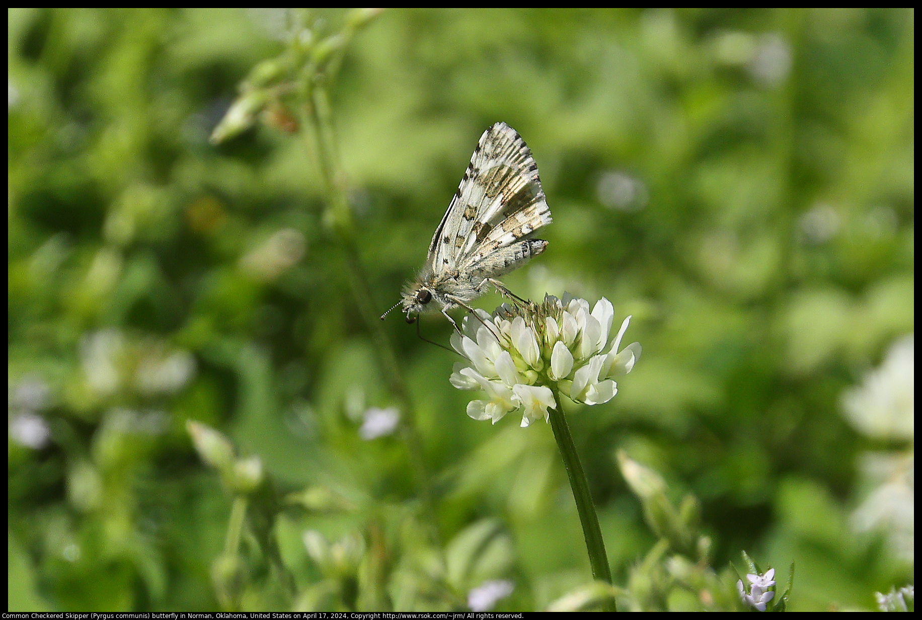 Common Checkered Skipper (Pyrgus communis) butterfly in Norman, Oklahoma, United States on April 17, 2024