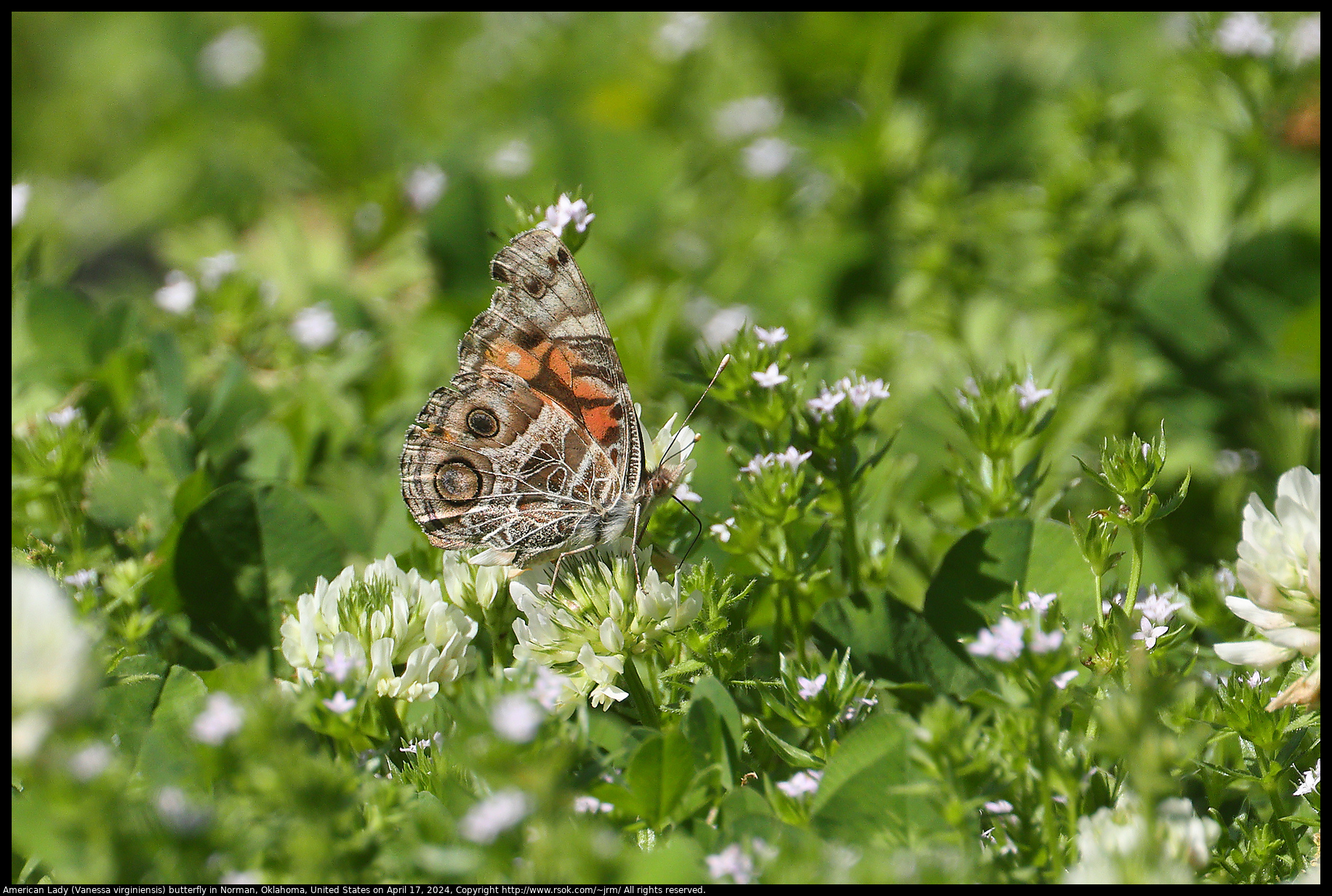 American Lady (Vanessa virginiensis) in Norman, Oklahoma, United States on April 17, 2024