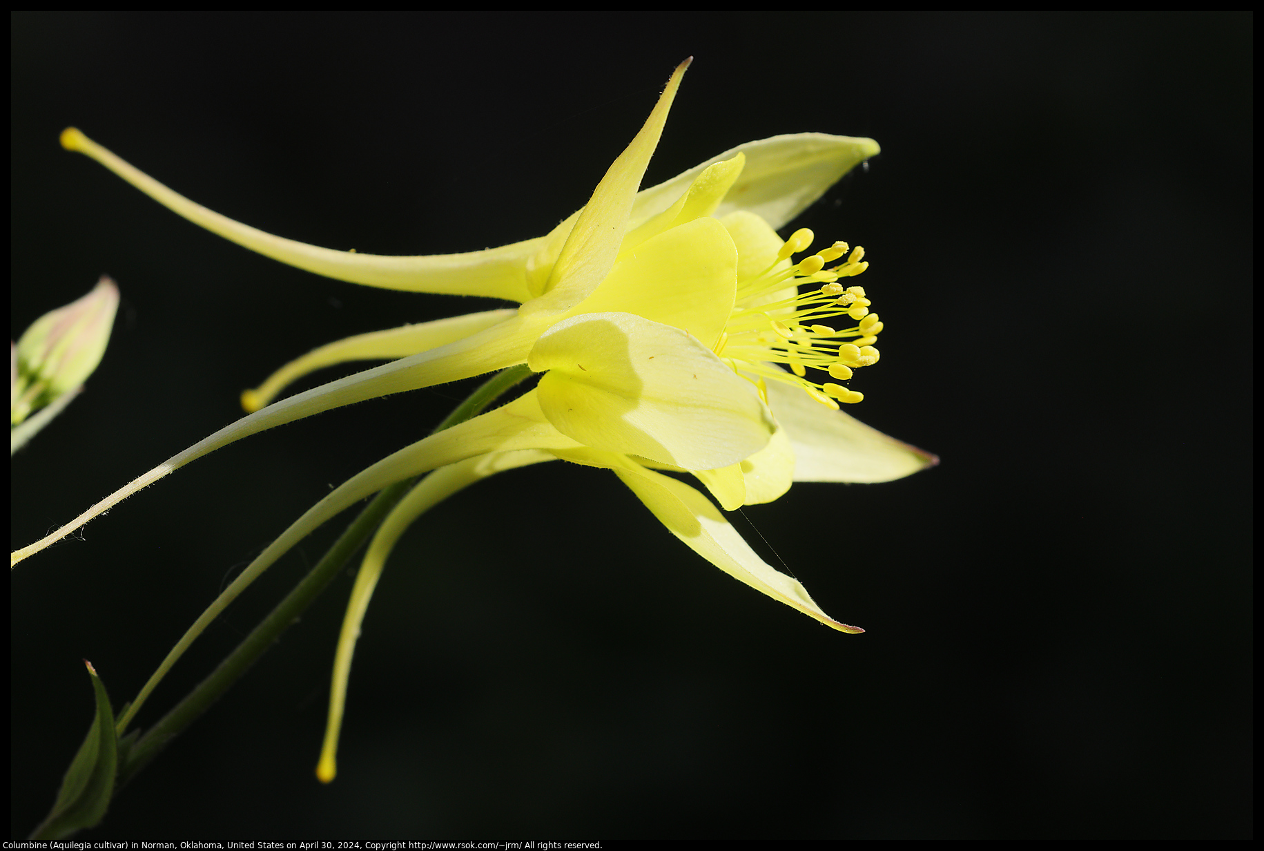 Columbine (Aquilegia cultivar) in Norman, Oklahoma, United States on April 30, 2024