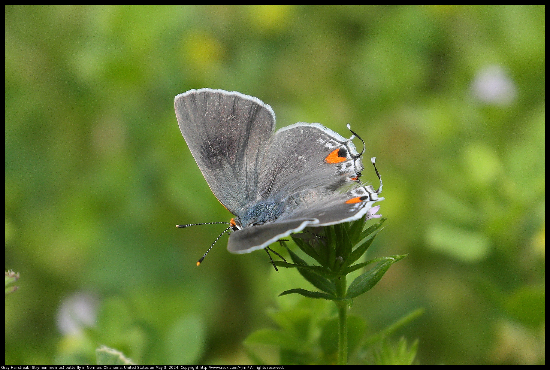 Gray Hairstreak (Strymon melinus) butterfly in Norman, Oklahoma, United States on May 3, 2024