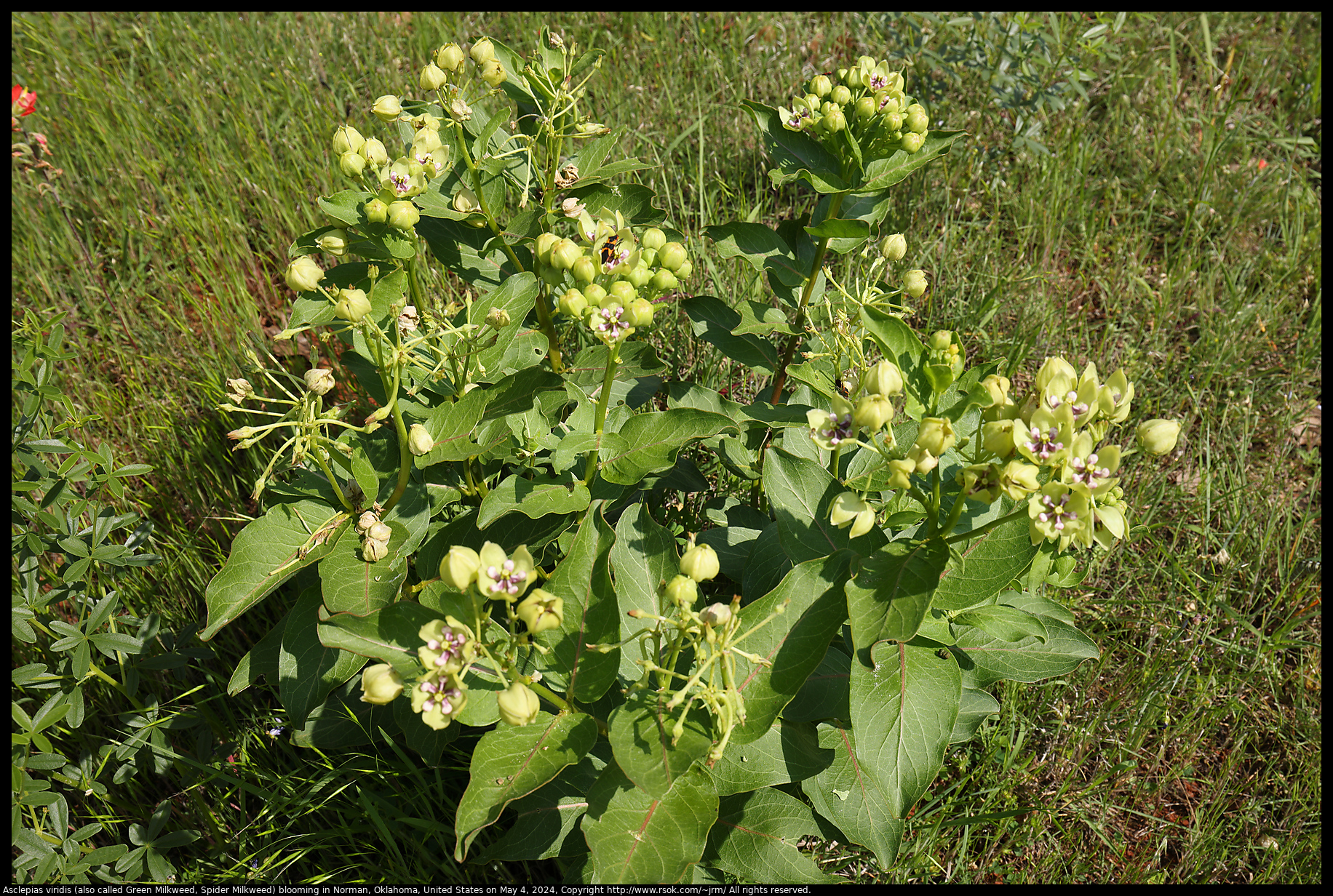 Asclepias viridis (also called Green Milkweed, Spider Milkweed) blooming in Norman, Oklahoma, United States on May 4, 2024