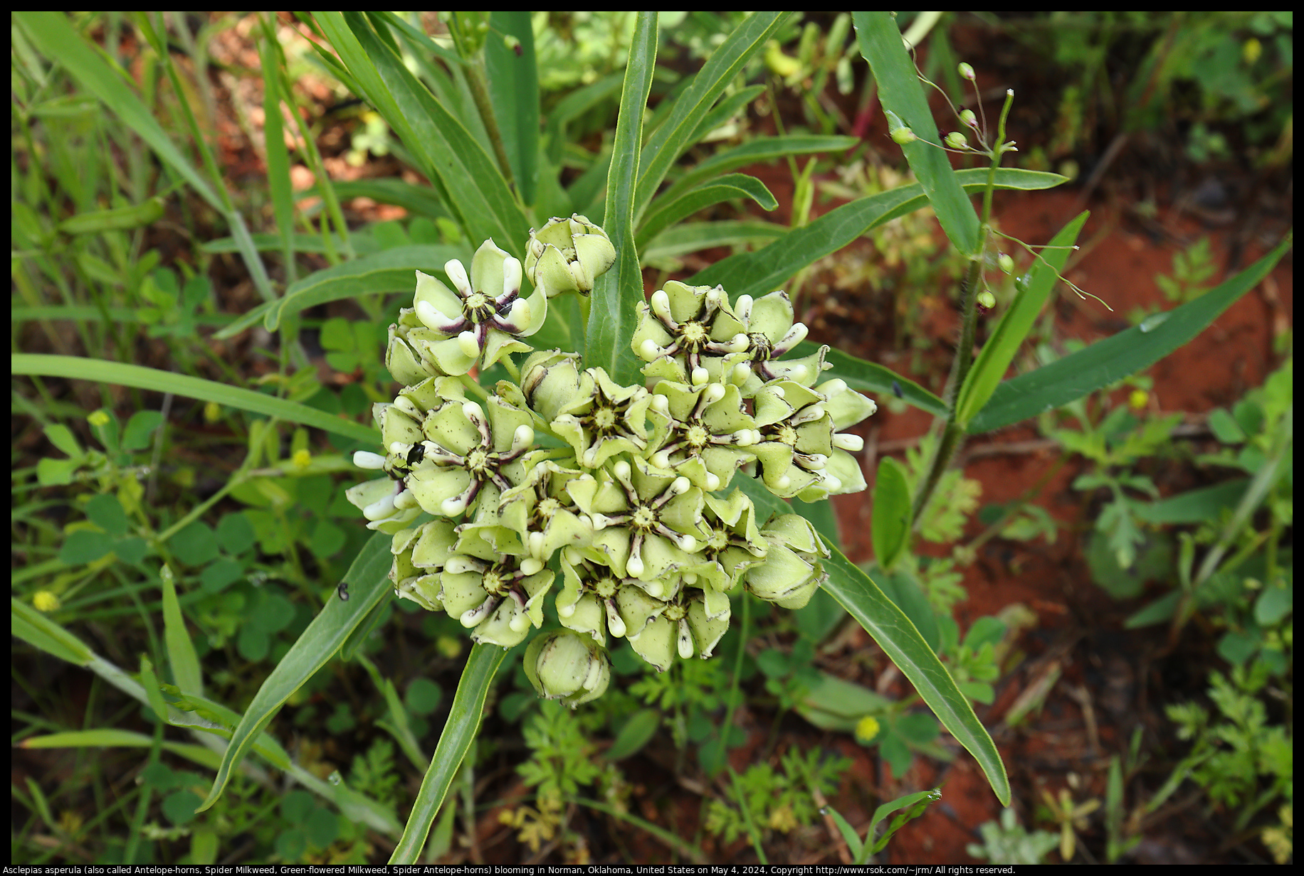 Asclepias asperula (also called Antelope-horns, Spider Milkweed, Green-flowered Milkweed, Spider Antelope-horns) blooming in Norman, Oklahoma, United States on May 4, 2024