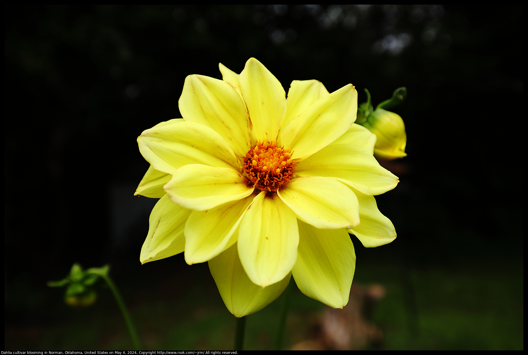 Dahlia cultivar blooming in Norman, Oklahoma, United States on May 4, 2024